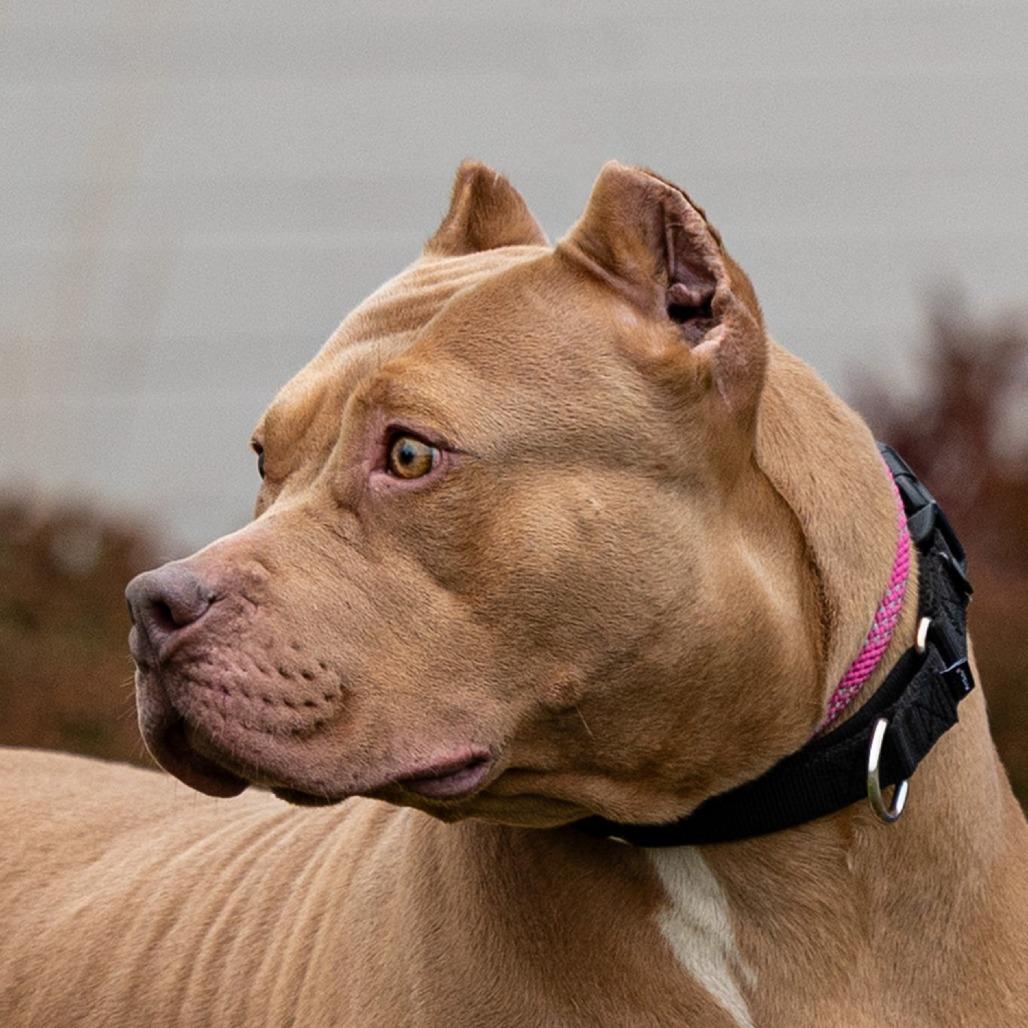 Peachy, a Adoptable Pit Bull Terrier in Council Bluffs, IA image 3/3