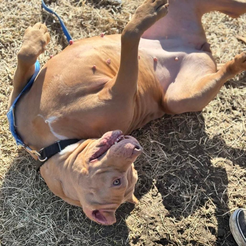 Peachy, a Adoptable Pit Bull Terrier in Council Bluffs, IA image 5/5