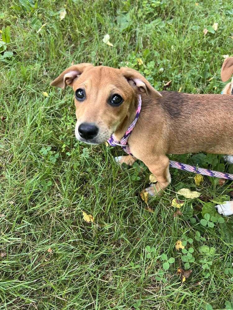 Enlarge Bailey (AL), a Adoptable Beagle in New York, NY image 1/3