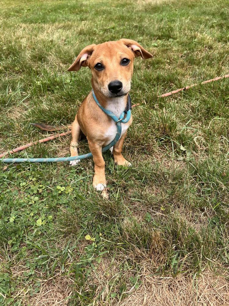Enlarge Bailey (AL), a Adoptable Beagle in New York, NY image 2/3