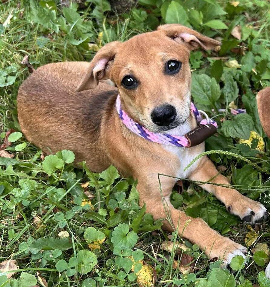 Enlarge Bailey (AL), a Adoptable Beagle in New York, NY image 3/3