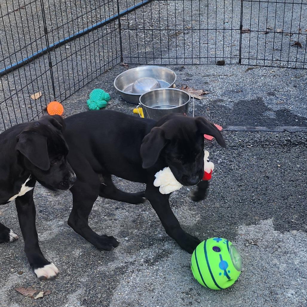 Enlarge Beebo, a Adoptable Mixed Breed in Evensville, TN image 1/6