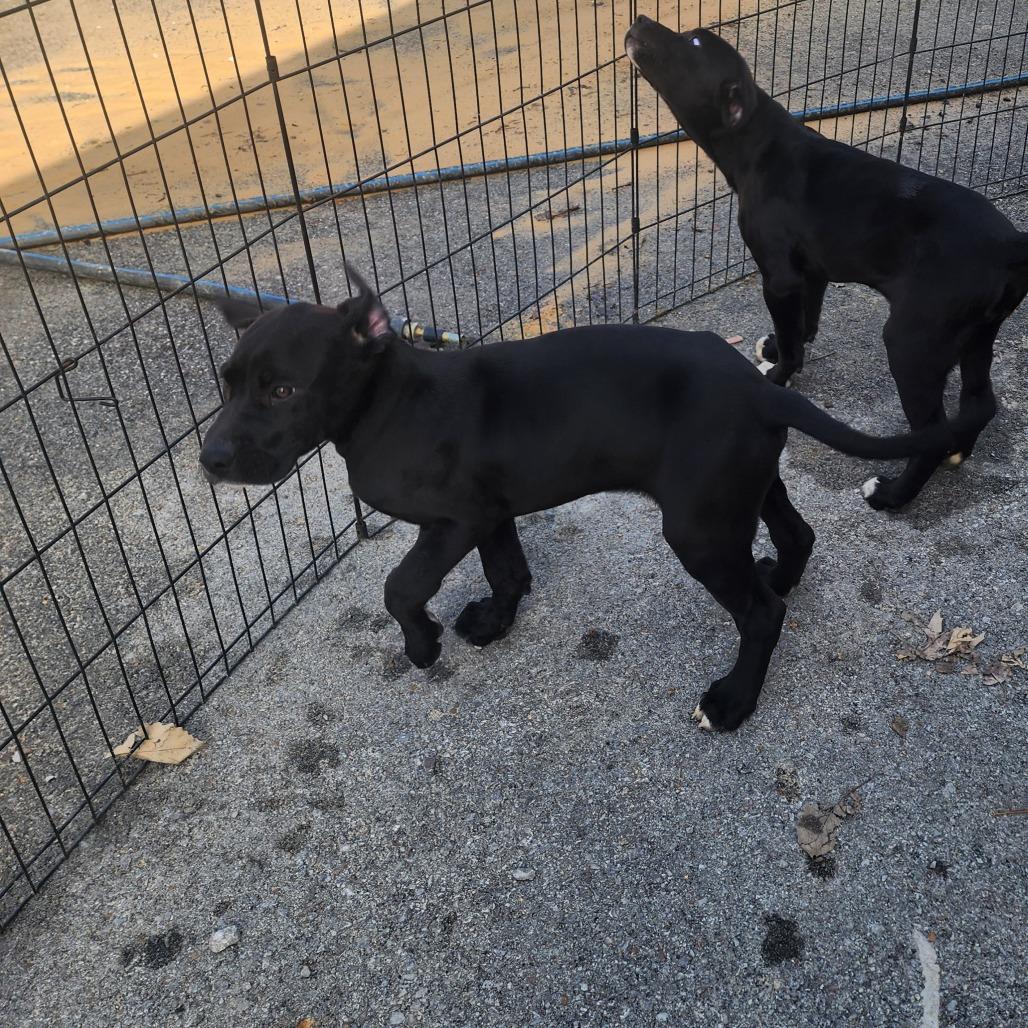 Enlarge Beebo, a Adoptable Mixed Breed in Evensville, TN image 2/6