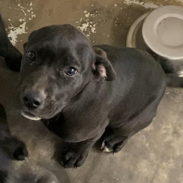 Enlarge Beebo, a Adoptable Mixed Breed in Evensville, TN image 3/6