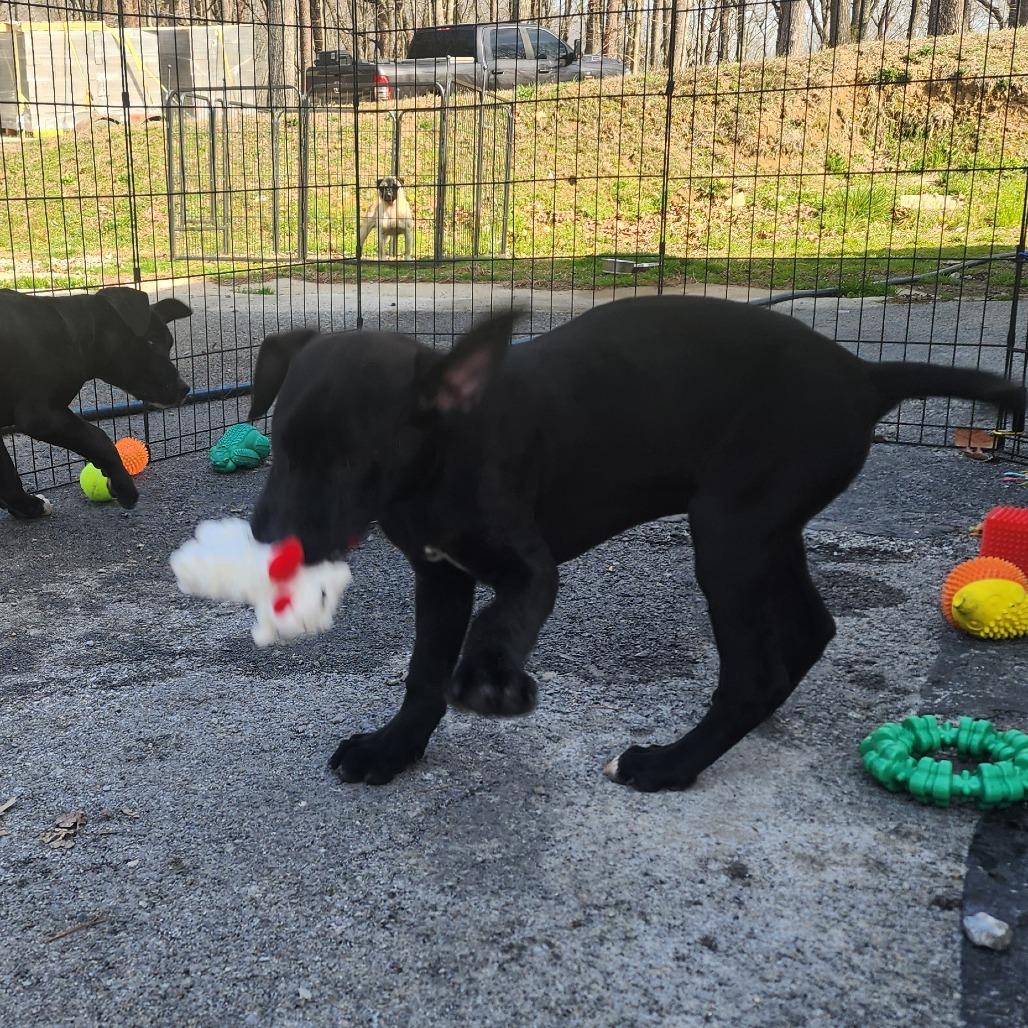 Enlarge Beebo, a Adoptable Mixed Breed in Evensville, TN image 4/6