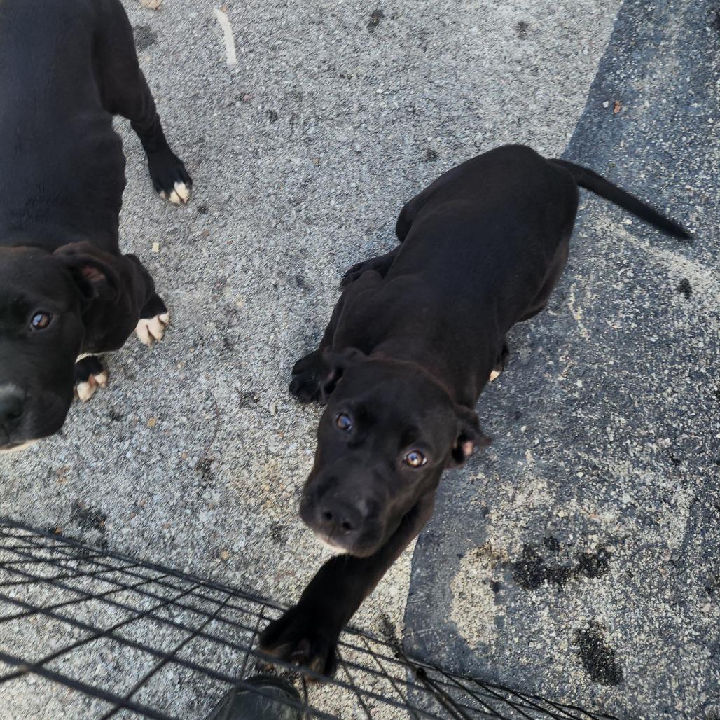 Enlarge Beebo, a Adoptable Mixed Breed in Evensville, TN image 5/6