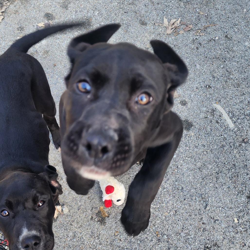 Enlarge Beebo, a Adoptable Mixed Breed in Evensville, TN image 6/6