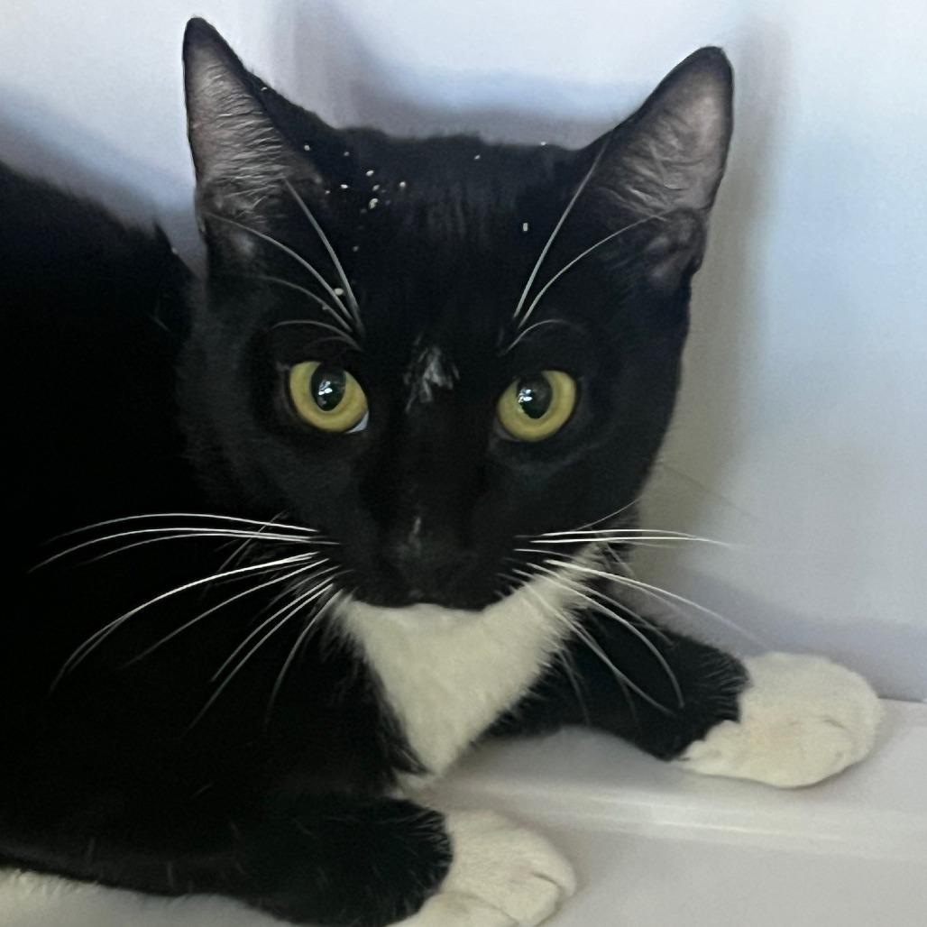 Enlarge Neptune (7), a Adoptable Domestic Short Hair in Sarasota, FL image 1/2