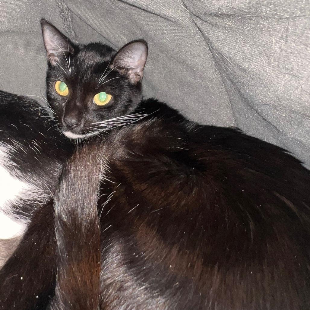 Enlarge Neptune (7), a Adoptable Domestic Short Hair in Sarasota, FL image 2/2