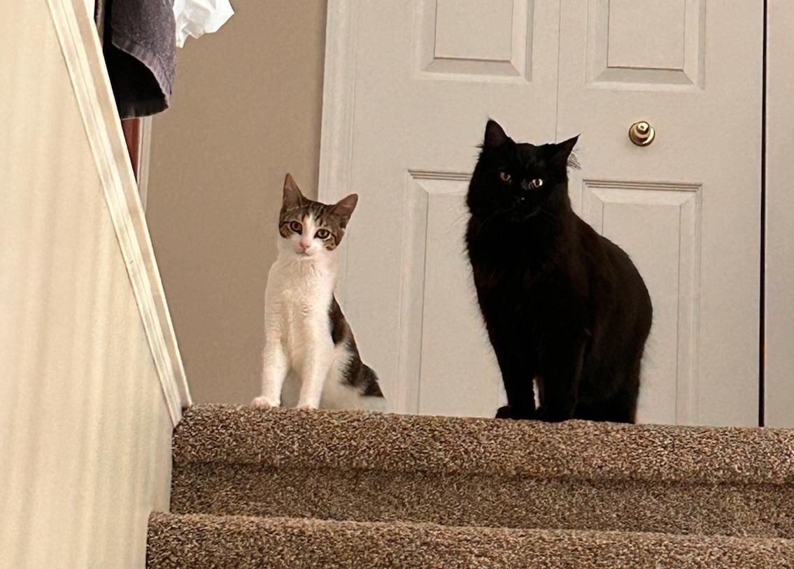 Enlarge Tiny Tot, a Adoptable mixed breed in Howell, MI image 6/6