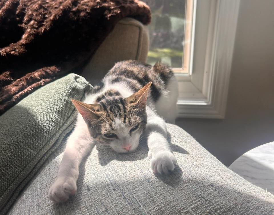 Enlarge Tiny Tot, a Adoptable mixed breed in Howell, MI image 5/6