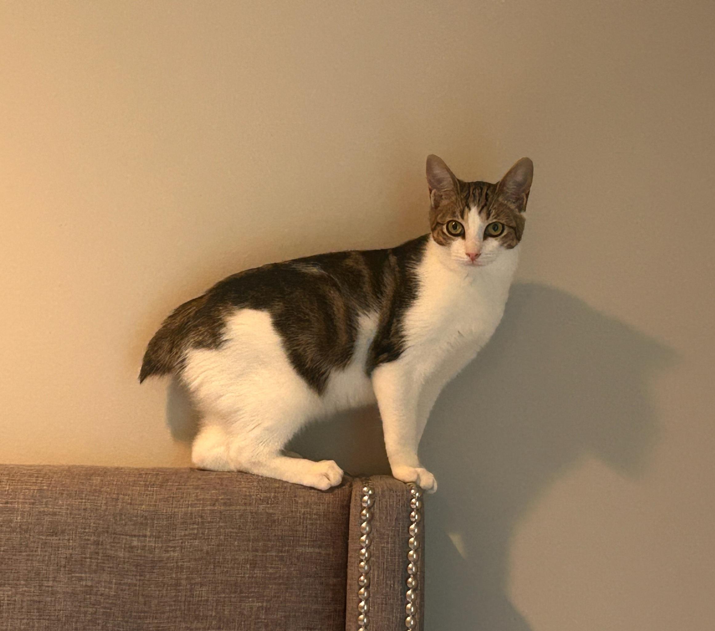 Tiny Tot, Adoptable, Kitten Female Tabby & Domestic Short Hair.