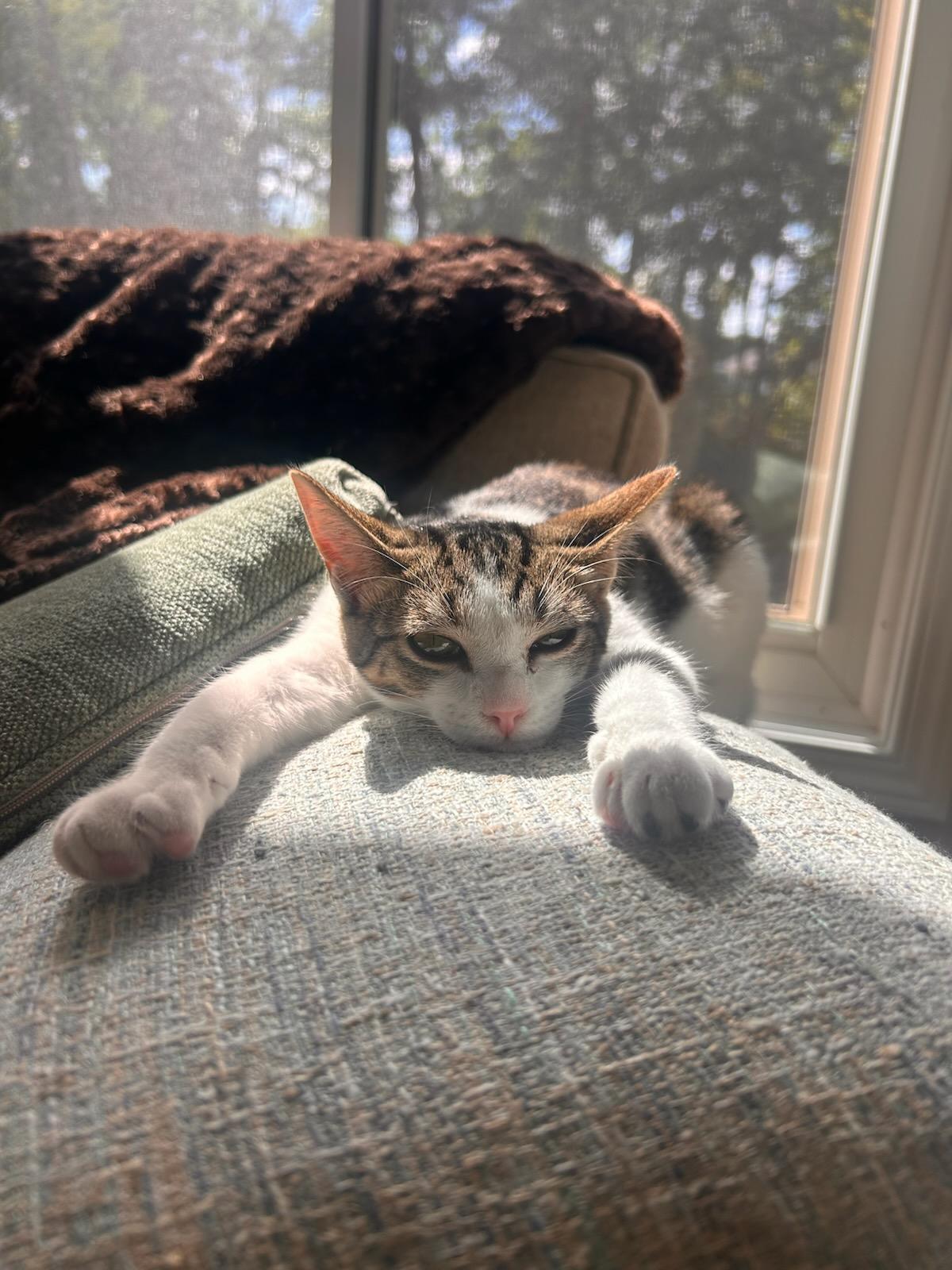 Enlarge Tiny Tot, a Adoptable mixed breed in Howell, MI image 3/6