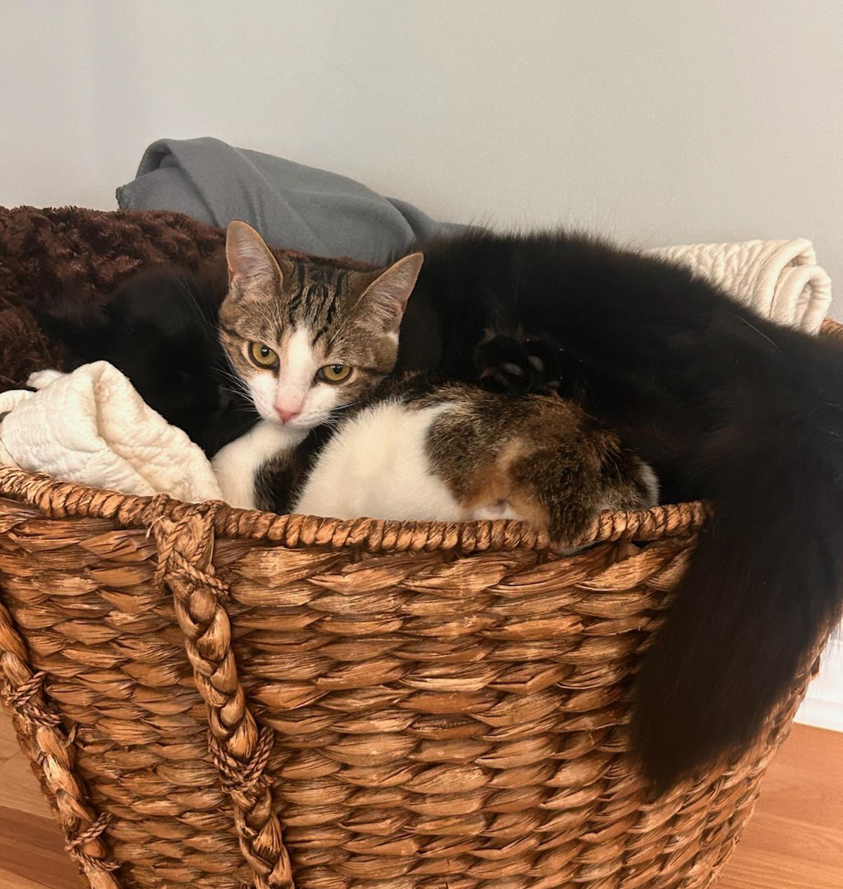 Enlarge Tiny Tot, a Adoptable mixed breed in Howell, MI image 2/6