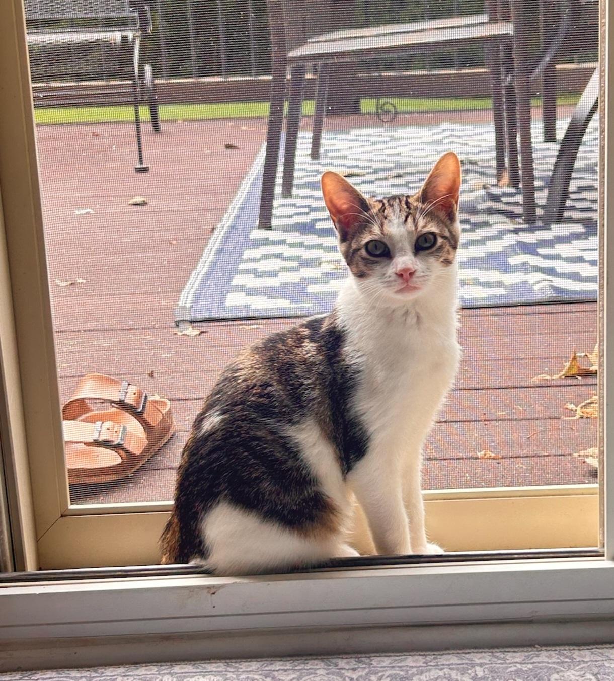 Enlarge Tiny Tot, a Adoptable mixed breed in Howell, MI image 4/6