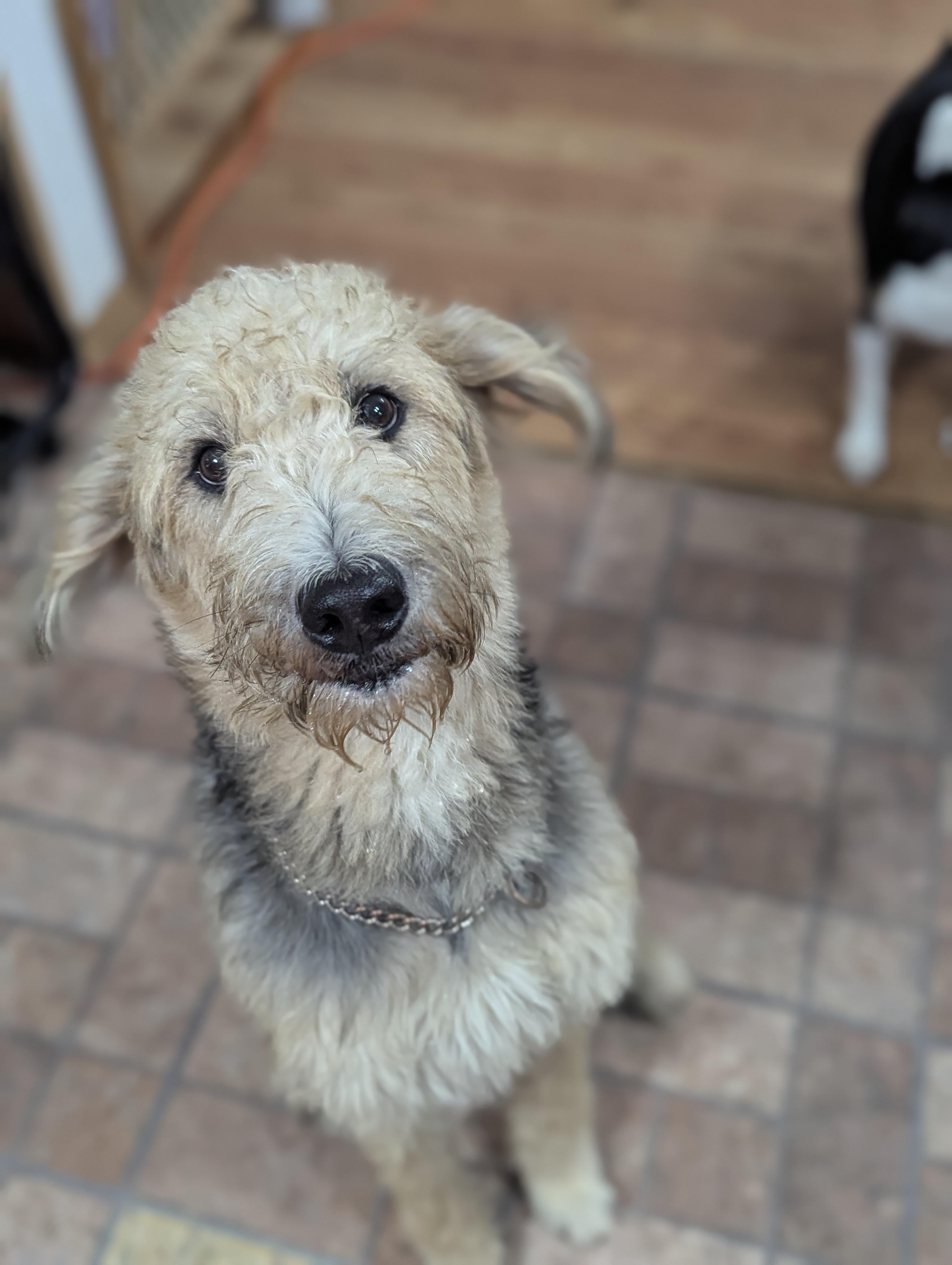 Georgie, Adopted, Young Male German Shepherd Dog & Poodle.