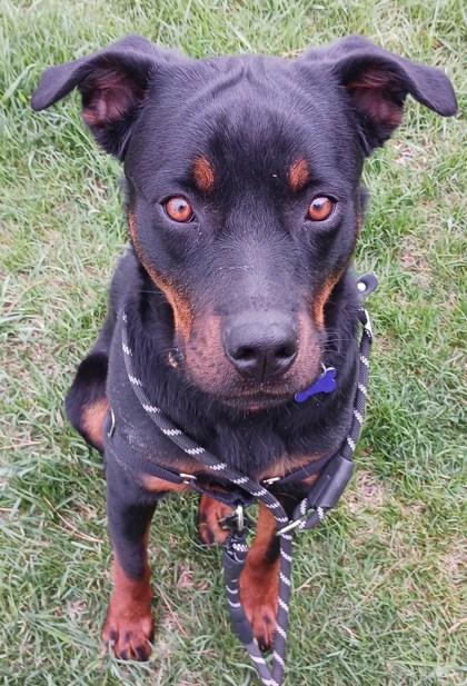 Sadie Lou Who, Adoptable, Adult Female Rottweiler.