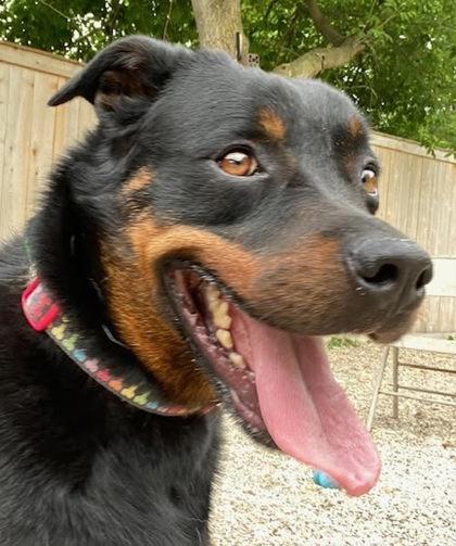 Sadie Lou Who, a Adoptable mixed breed in Burlington, WI image 1/3