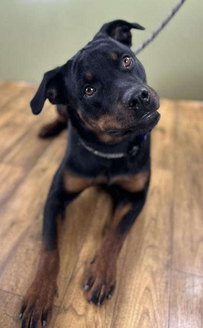 Sadie Lou Who, Adoptable, Adult Female Rottweiler.