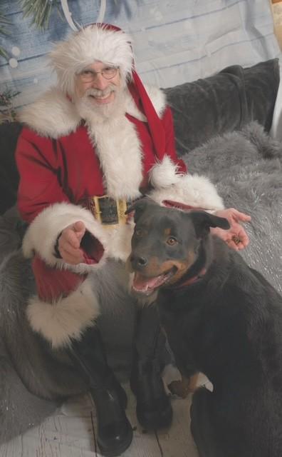 Sadie Lou Who, Adoptable, Adult Female Rottweiler.