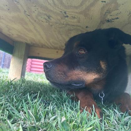 Sadie Lou Who, a Adoptable mixed breed in Burlington, WI image 3/3