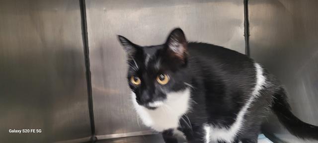 LUNA, Adoptable, Young Female Domestic Short Hair.