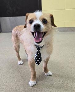 Enlarge Comet, an adopted mixed breed in Bucyrus, OH image 2/5