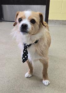 Enlarge Comet, an adopted mixed breed in Bucyrus, OH image 4/5