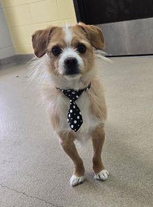 Enlarge Comet, an adopted mixed breed in Bucyrus, OH image 3/5