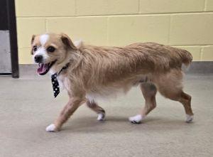 Enlarge Comet, an adopted mixed breed in Bucyrus, OH image 5/5