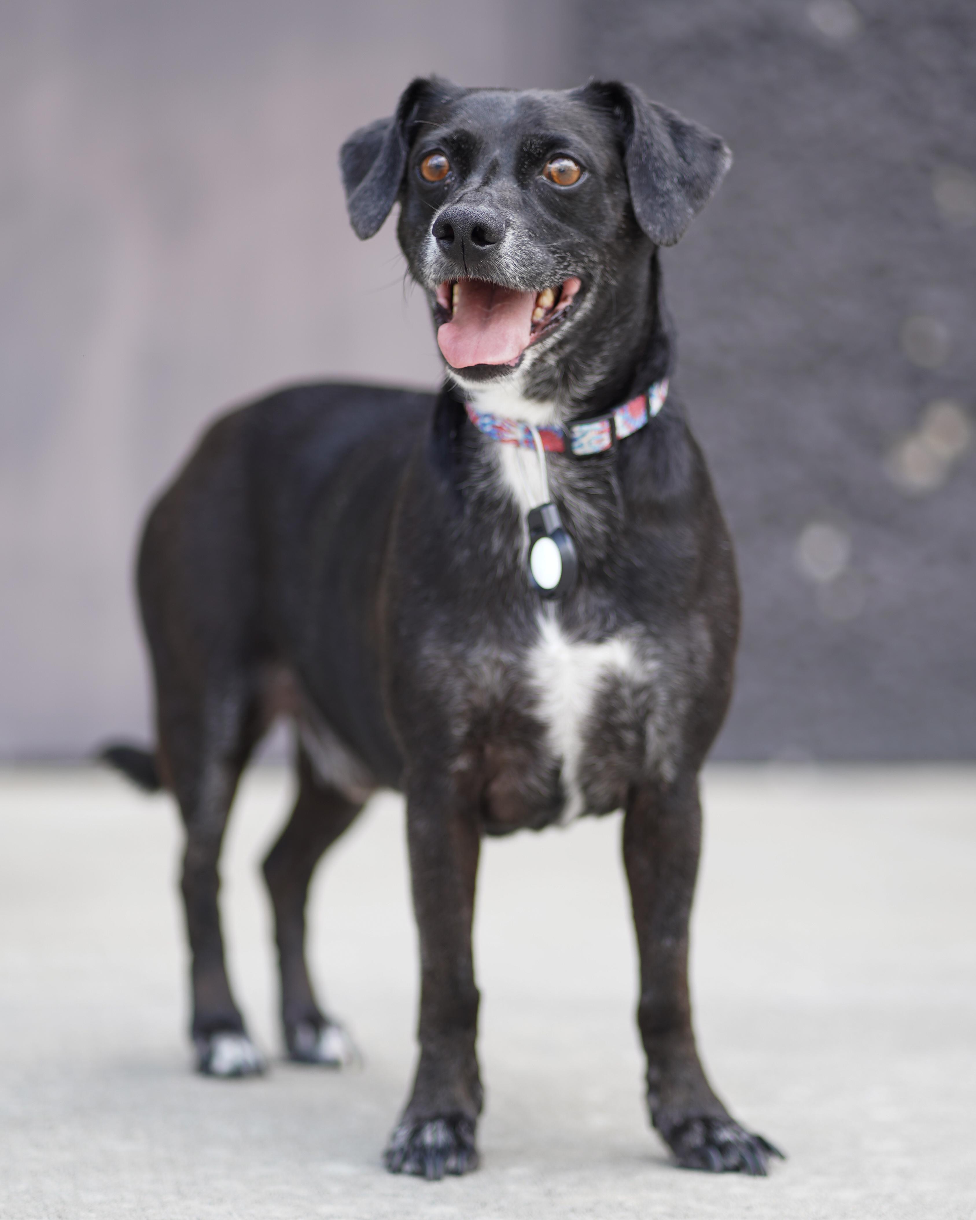 Enlarge Junior, a Adoptable mixed breed in Chester, VA image 1/2