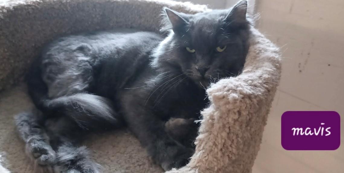 Mavis, Adoptable, Adult Female Domestic Long Hair.