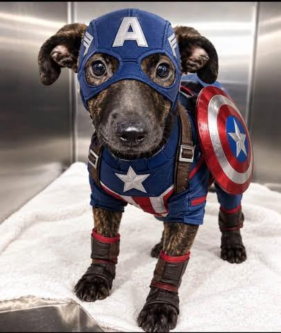 Captain, Adoptable, Young Male Staffordshire Bull Terrier.