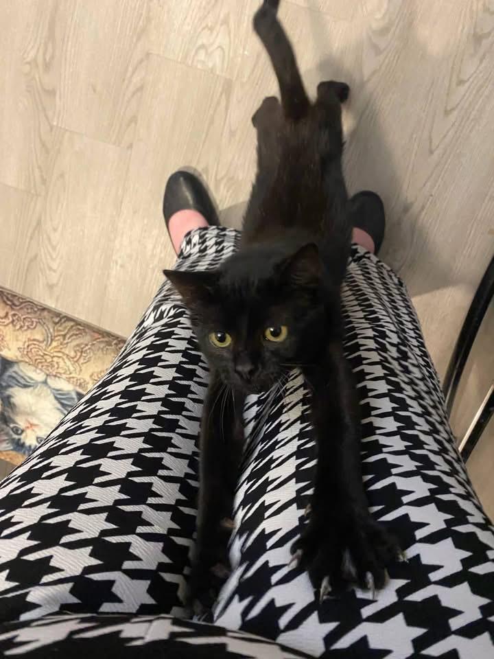 Canned Green Beans, Adoptable, Young Male Domestic Short Hair.