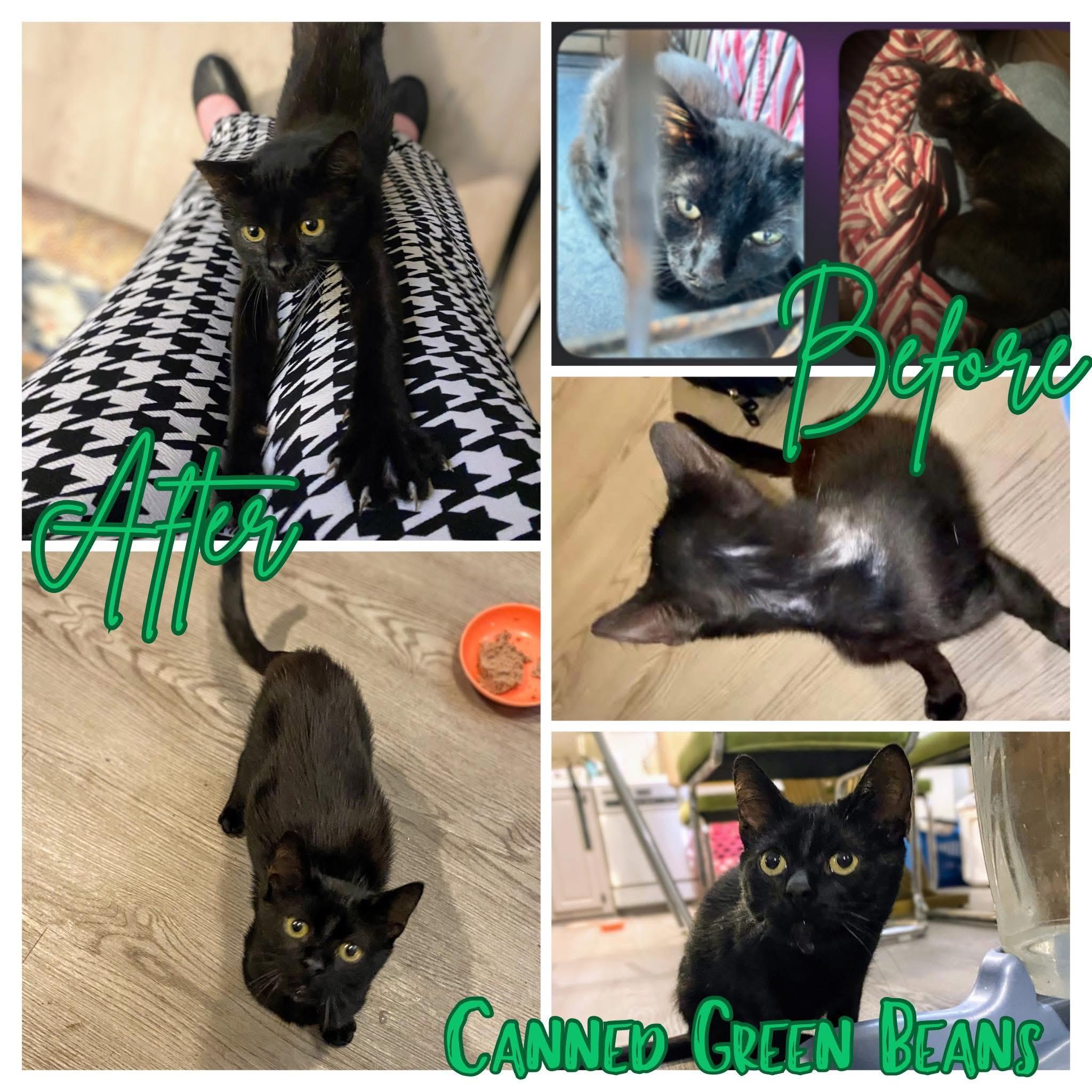 Enlarge Canned Green Beans, a Adoptable Domestic Short Hair in Midlothian, TX image 2/2