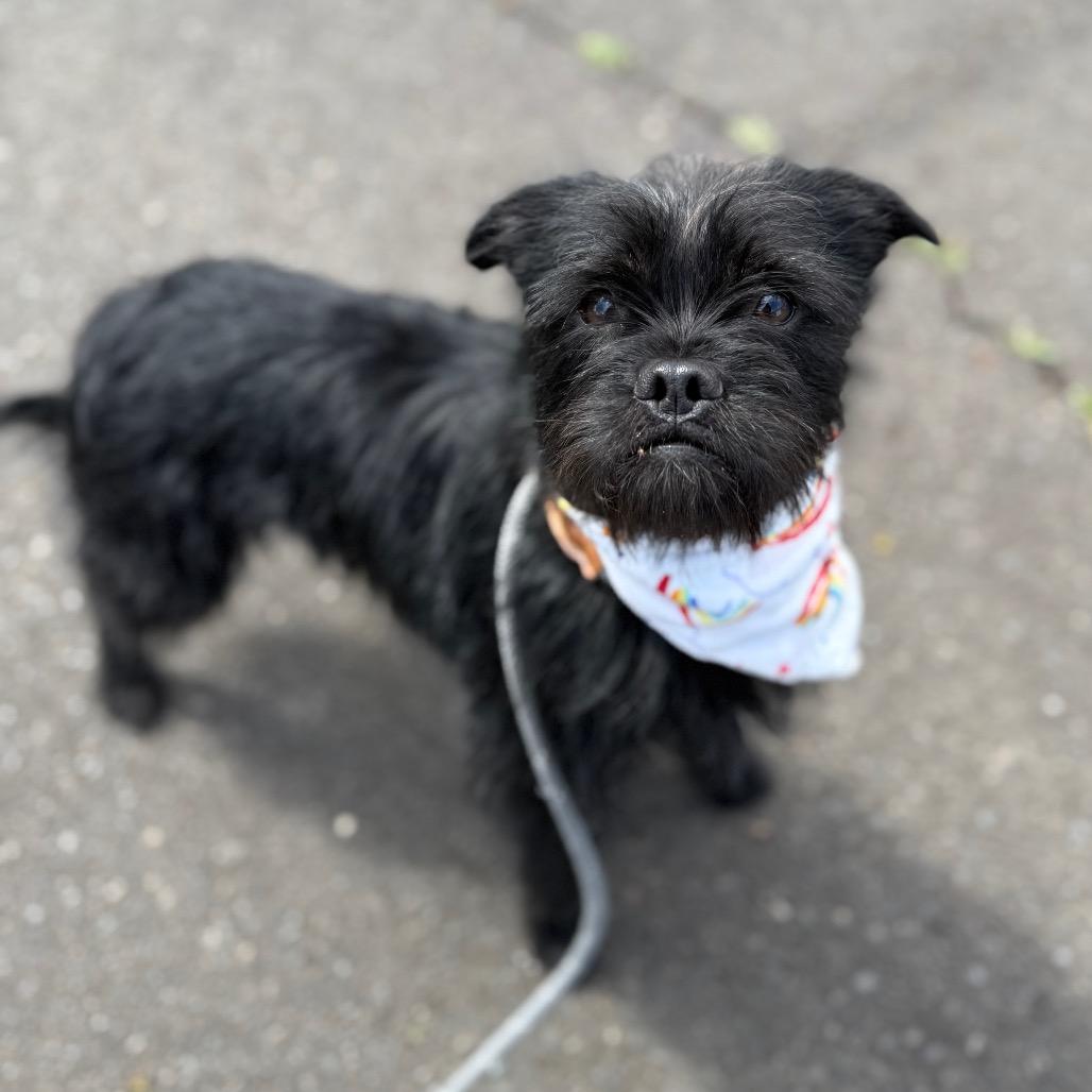 Enlarge Tipsy, a Adoptable mixed breed in Newberg, OR image 3/6