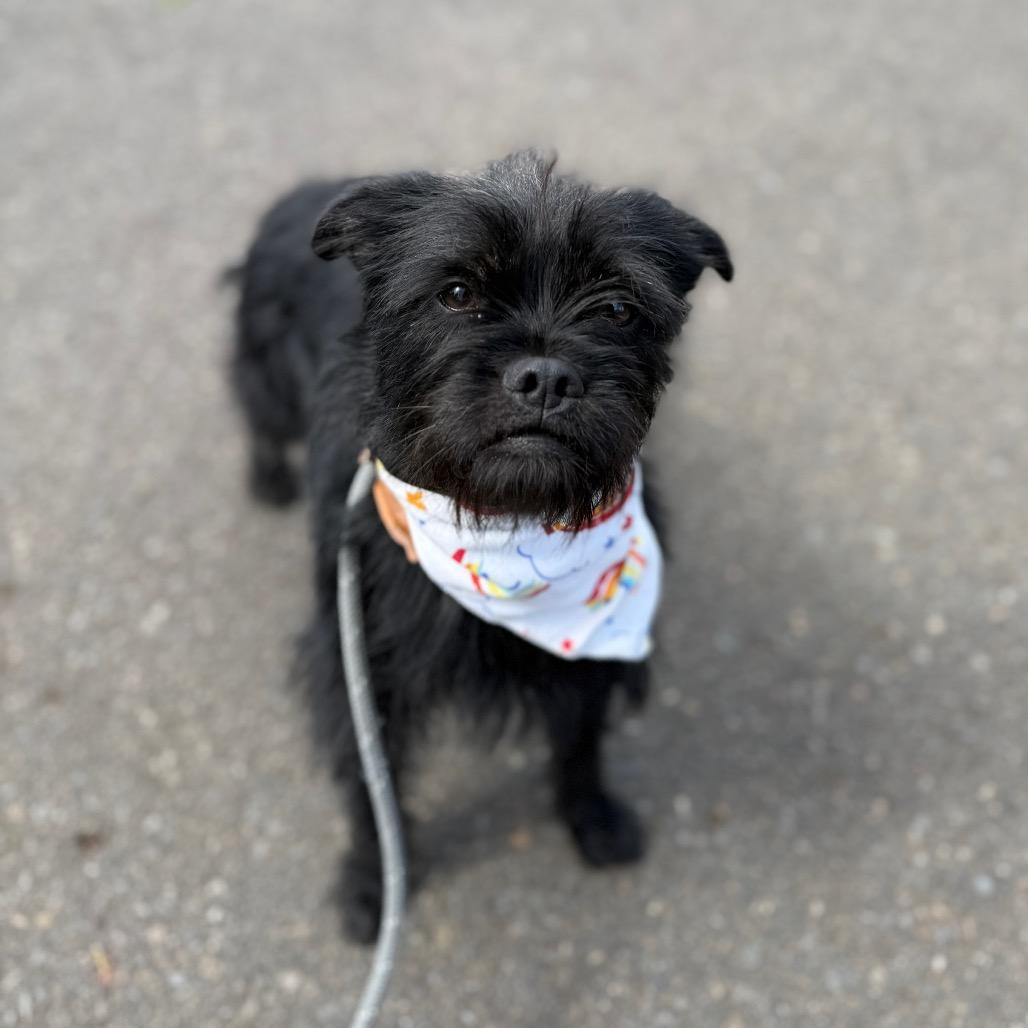 Tipsy, a Adoptable mixed breed in Newberg, OR image 4/6