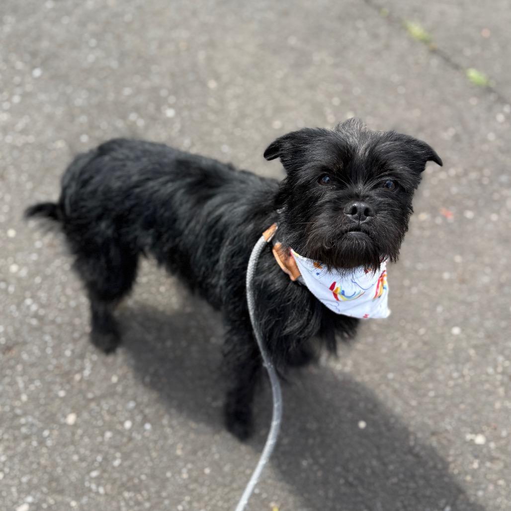 Enlarge Tipsy, a Adoptable mixed breed in Newberg, OR image 5/6