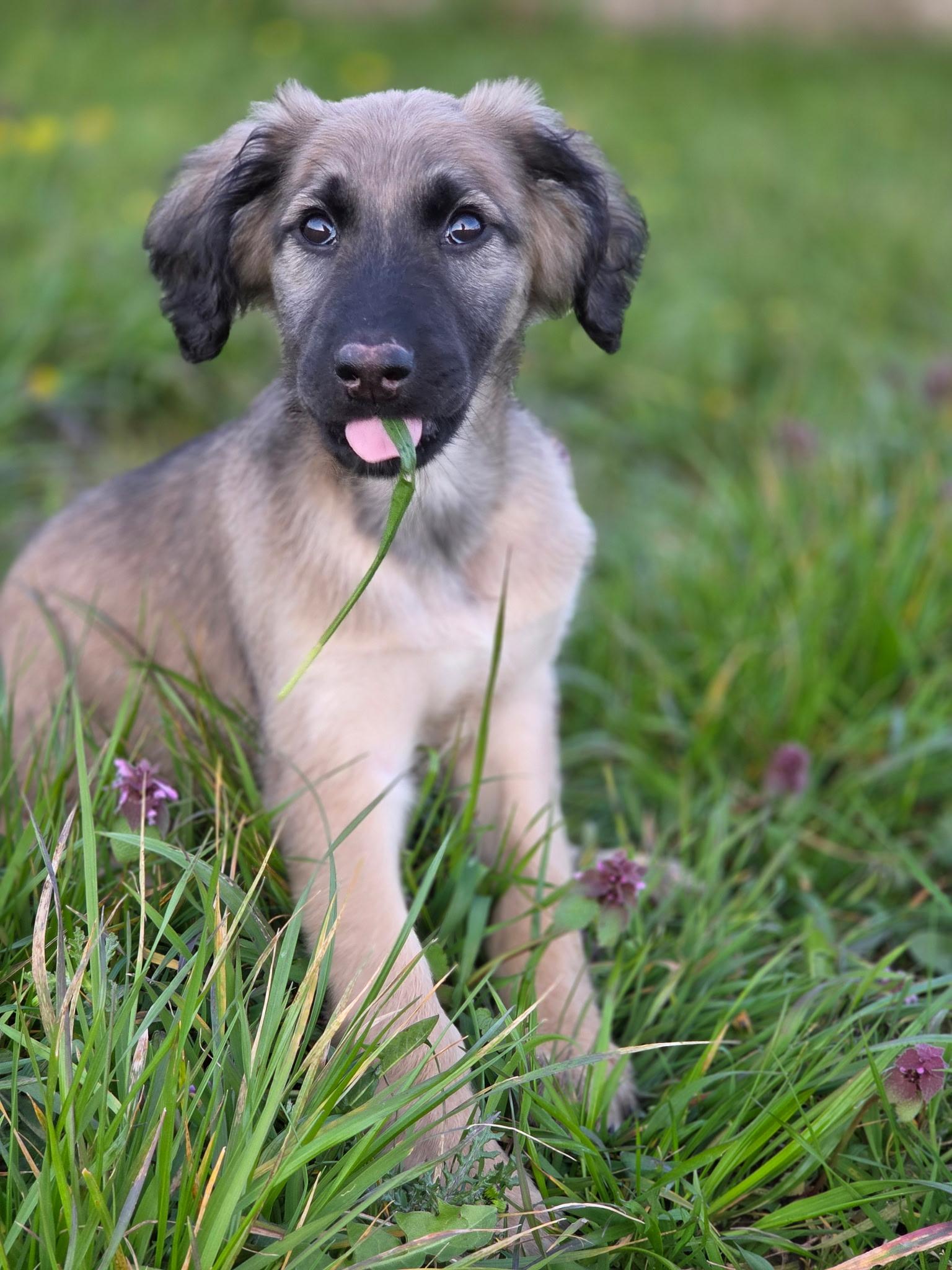 Enlarge Della, a ADOPTABLE Afghan Hound in Port Angeles, WA image 2/3