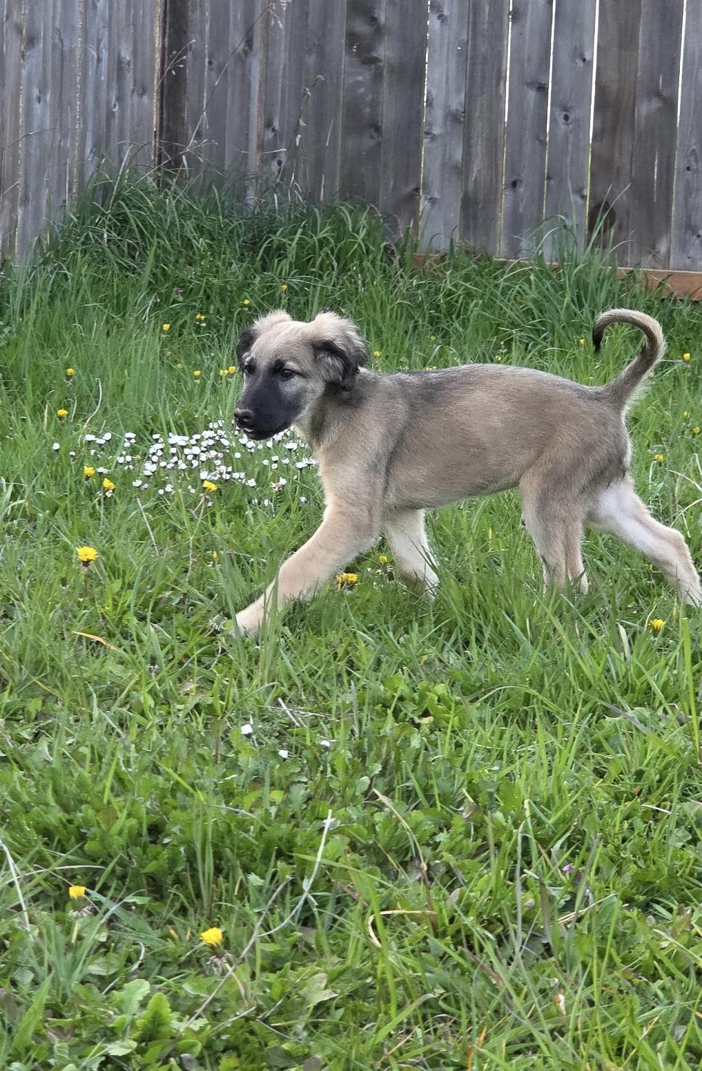 Enlarge Della, a ADOPTABLE Afghan Hound in Port Angeles, WA image 3/3