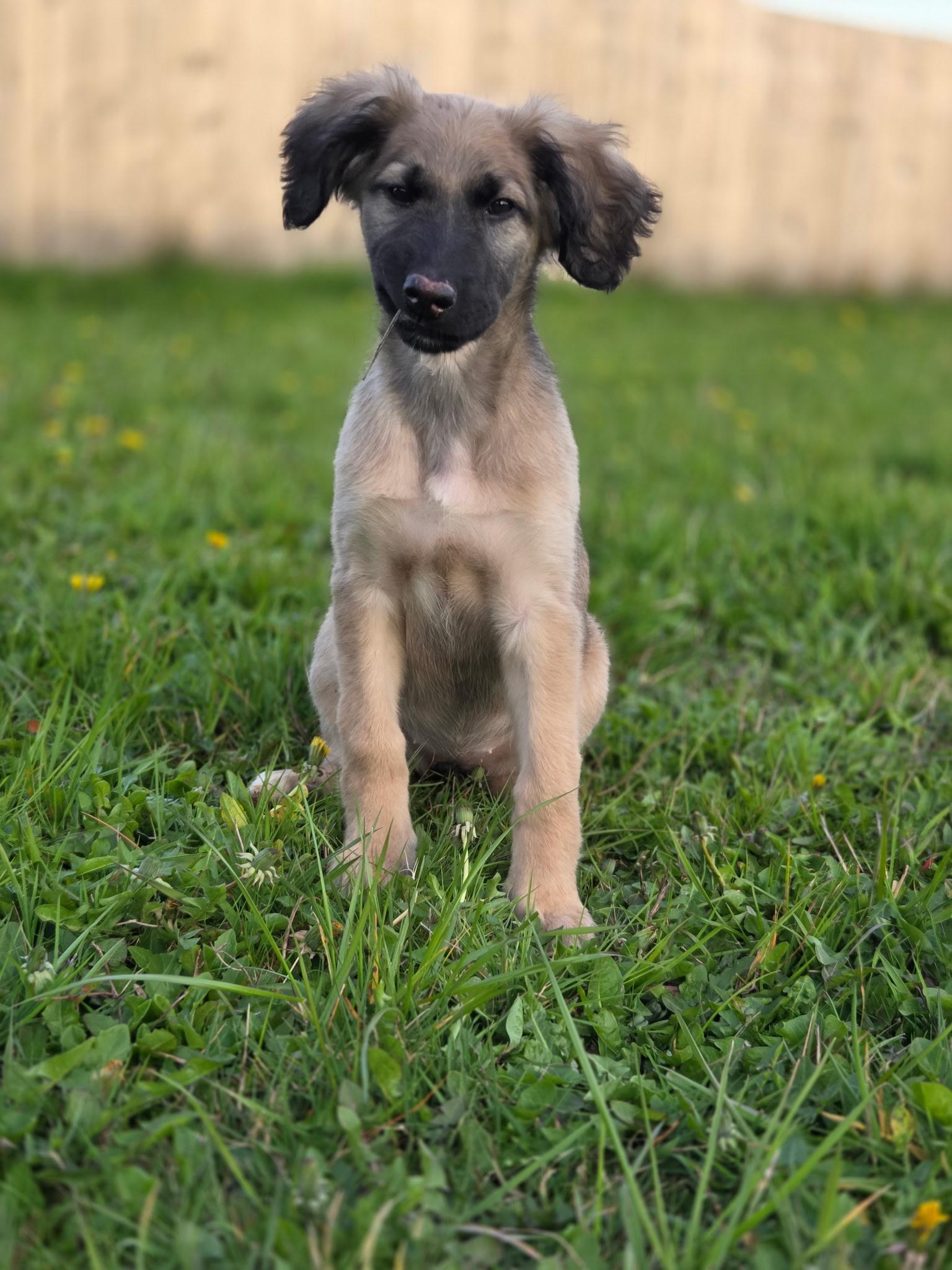 Della, ADOPTABLE, Puppy Female Afghan Hound.