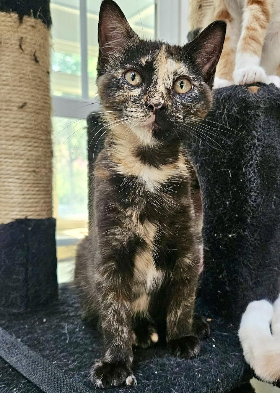 Penny, an adopted mixed breed in Myrtle Beach, SC image 5/5