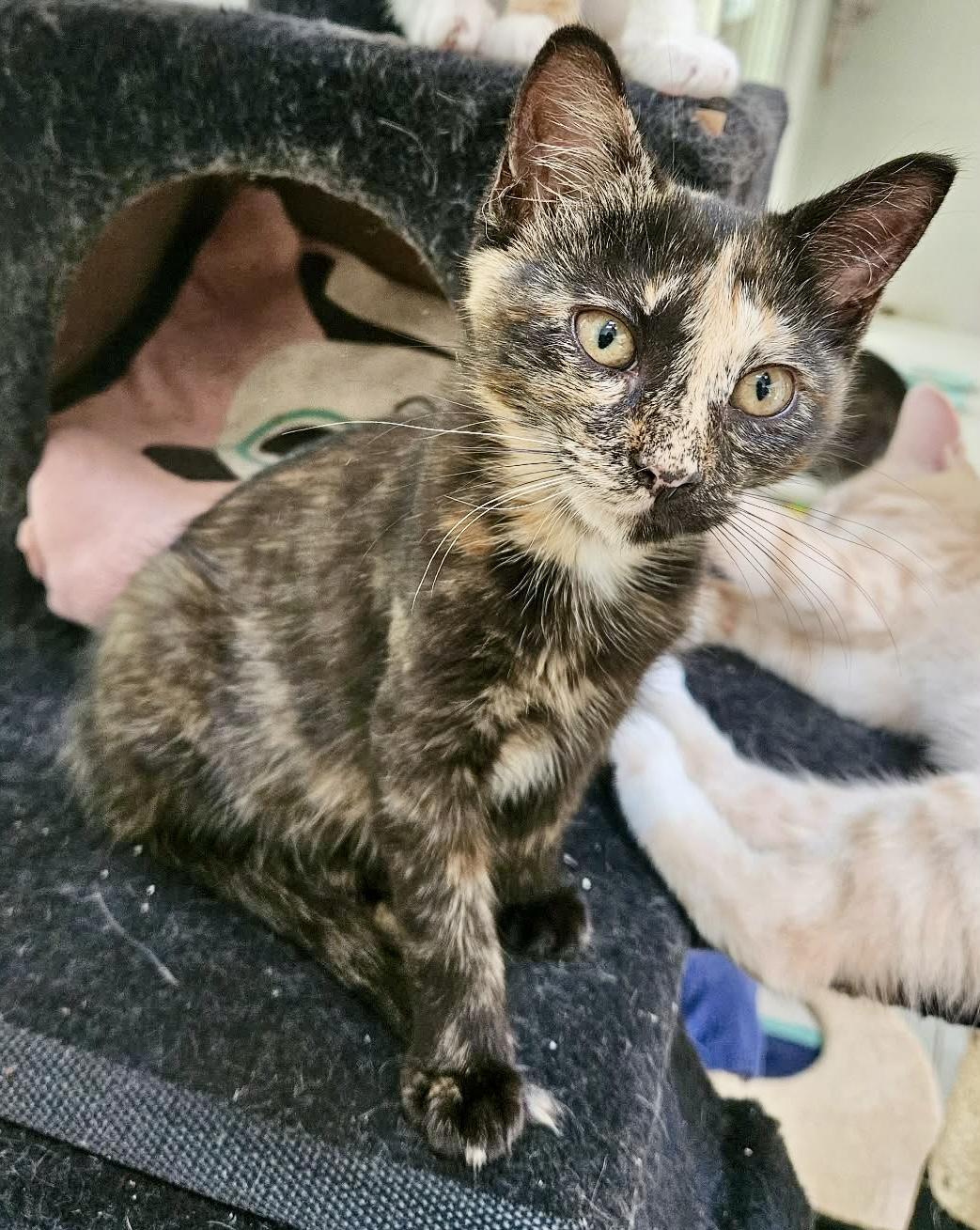 Penny, an adopted mixed breed in Myrtle Beach, SC image 3/5