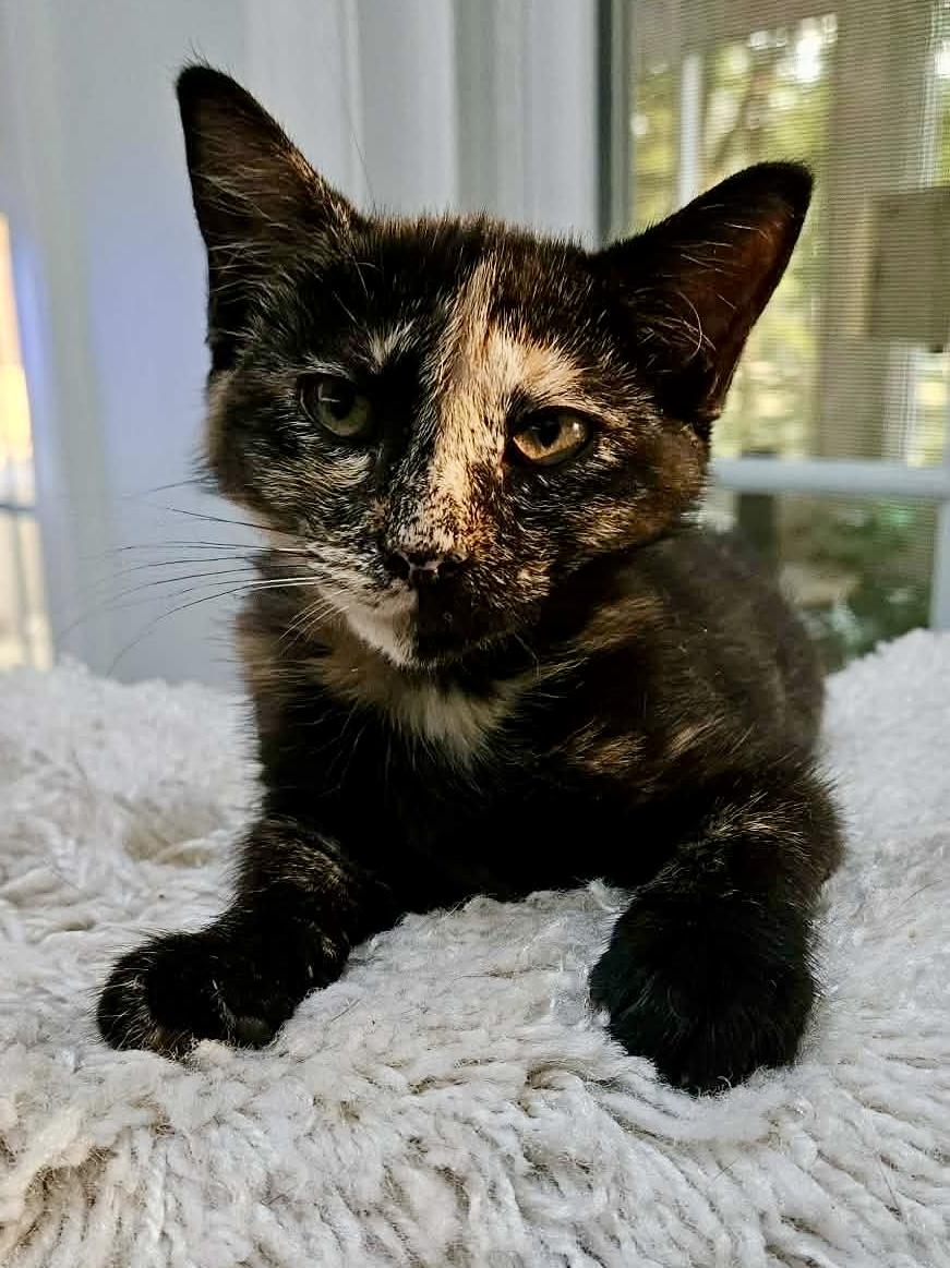 Penny, an adopted mixed breed in Myrtle Beach, SC image 2/5