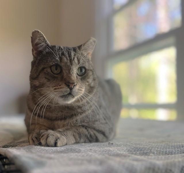 THOMAS, a Adoptable Domestic Short Hair in Spotsylvania, VA image 1/6