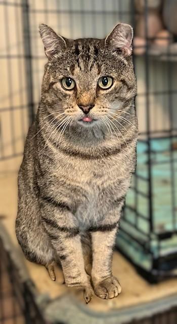 THOMAS, a Adoptable Domestic Short Hair in Spotsylvania, VA image 2/6