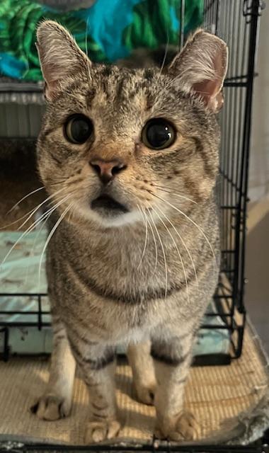 THOMAS, a Adoptable Domestic Short Hair in Spotsylvania, VA image 4/6