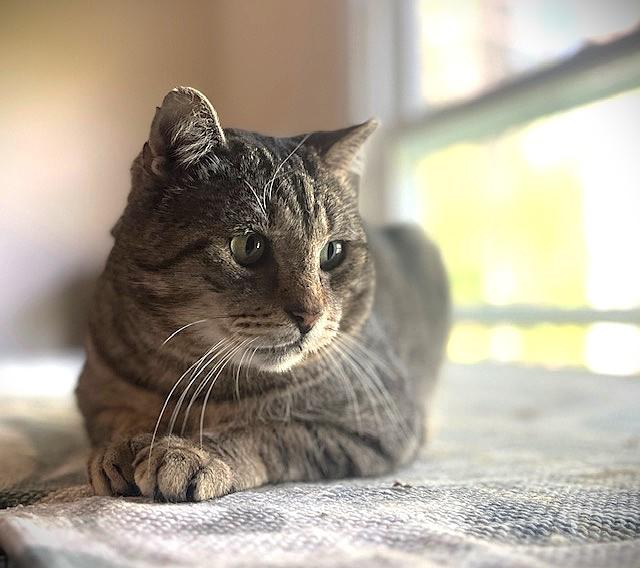 THOMAS, a Adoptable Domestic Short Hair in Spotsylvania, VA image 5/6