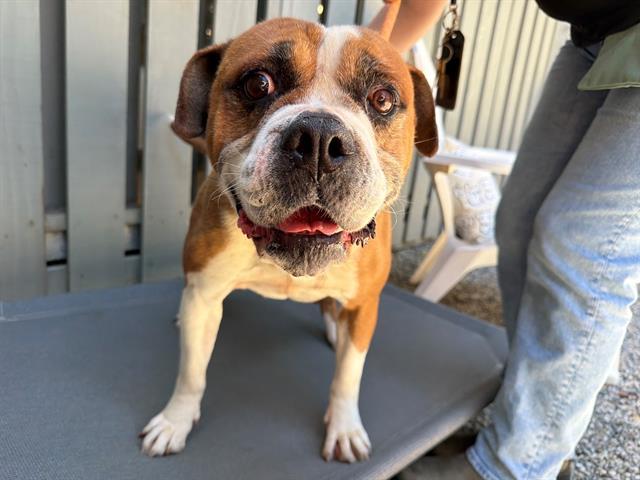 PANDA, Adoptable, Adult Female American Bulldog & Mixed Breed.
