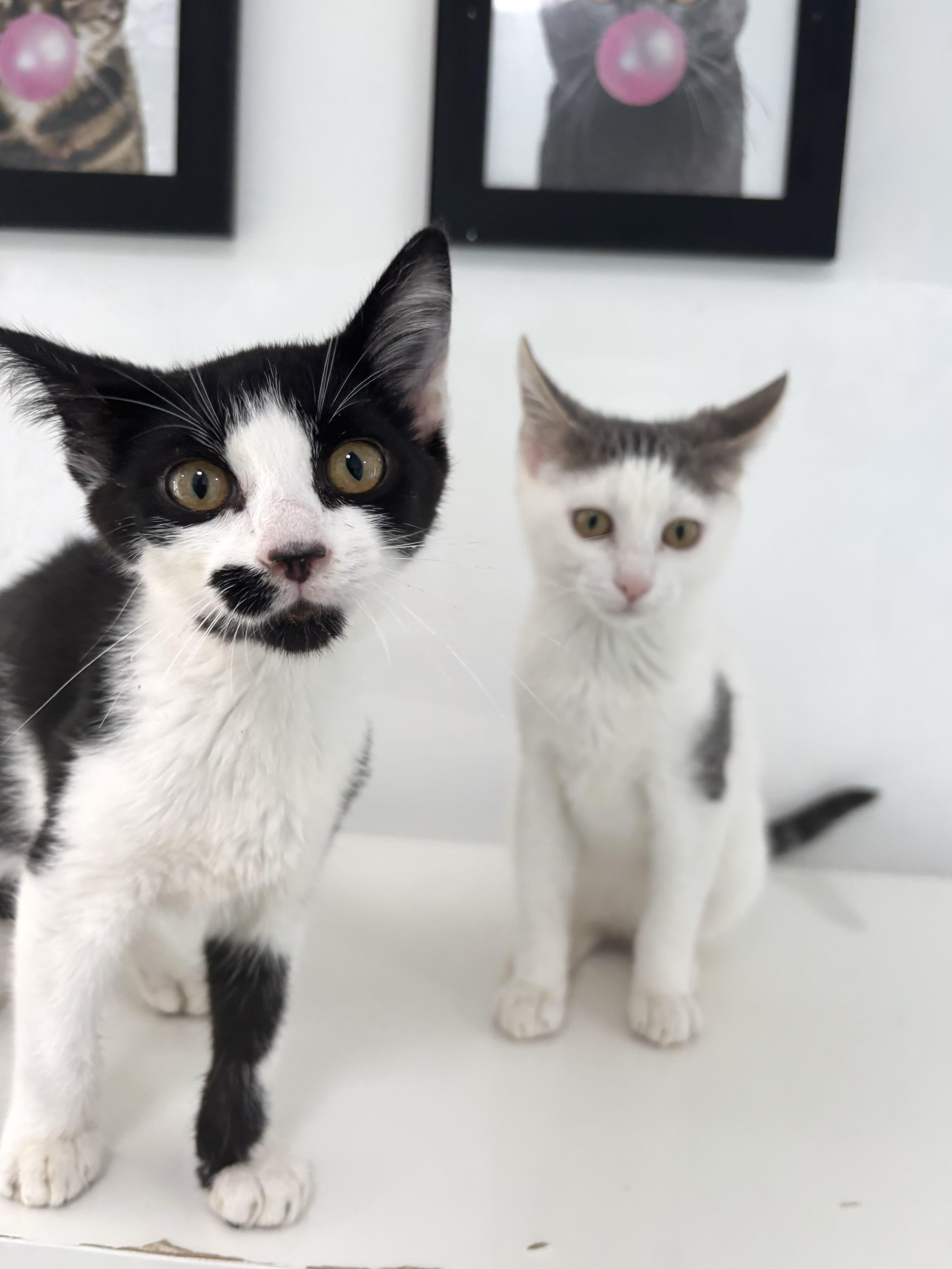 Arthur - Francine's Bonded Brother!
